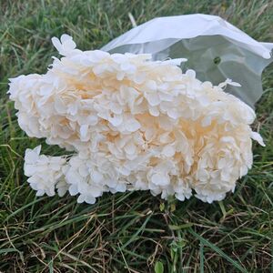 Hortensie criogenata cu floare mica  ivory