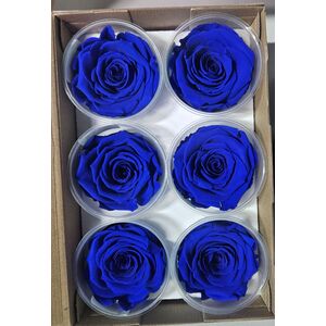 Trandafiri criogenati Blu03
