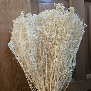 Broom bloom alb-ivory
