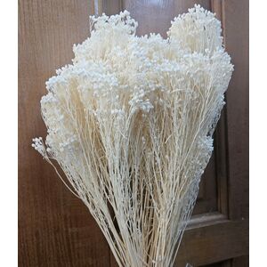 Broom bloom alb