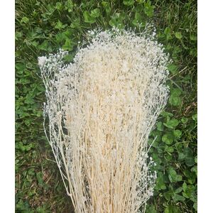 Gypsophila alb-ivory