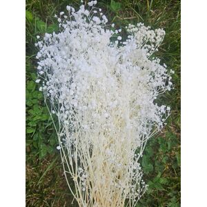 Gypsophila alba