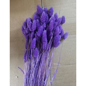 Phalaris mov 90-100grame