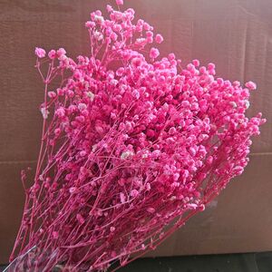 Gypsophila ro intens