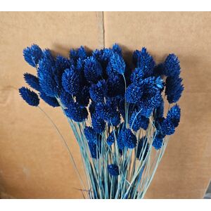Phalaris albastru închis 90-100gr.