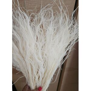 Stipa pennata albita