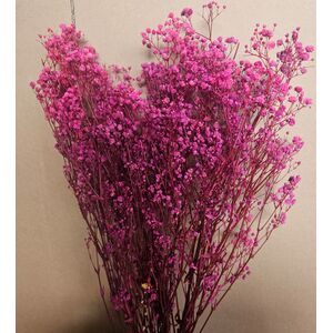Gypsophila magenta-floarea mieresei