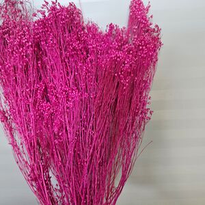 Broom bloom fucsia