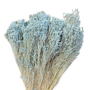 Broom Bloom Bleu deschis  – plantă uscată decorativă