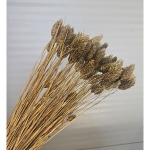 Phalaris Auriu 90-100 grame