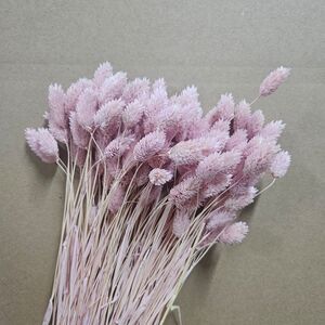 Phalaris glicine deschis  premium – Buchet Mare 90-100g