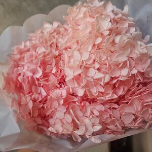 Hortensie roz