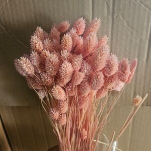 Phalaris Roz Premium – Buchet Mare 90-100g