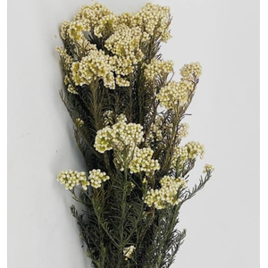 Floare de orez natur
