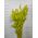 Lagurus Verde Lime – Iarbă de Iepure uscată, Buchet Mediu 40-50g