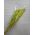 Lagurus Verde Lime – Iarbă de Iepure uscată, Buchet Mediu 40-50g