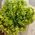 Hortensie verde lime