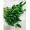 Lagurus verde  90-100 grame