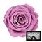 Trandafir criogenat violet LL+ vio02