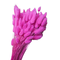 Lagurus roz intens 90-100 gr.