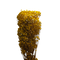 gypsophila criogenata, floarea miresei