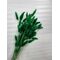 Buchet Mediu Lagurus verde 40-50 grame