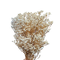 gypsophila criogenata, floarea miresei