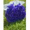 Hortensie criogenata cu floare mica mov