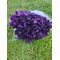 Hortensie criogenata cu floare mica mov închis