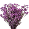 gypsophila criogenata, floarea miresei