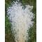 Gypsophila alba
