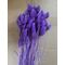 Phalaris mov 90-100grame