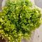 Hortensie verde lime