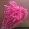 Gypsophila ro intens