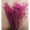 Gypsophila magenta-floarea mieresei