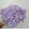 Hortensie criogenata cu floare mica mov deschis