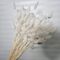 Lagurus alb-ivory 90-100 grame