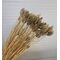Phalaris Auriu 90-100 grame