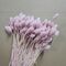 Phalaris glicine deschis  premium – Buchet Mare 90-100g