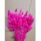 Lagurus Ciclam – Iarbă de Iepure uscată, Buchet Mare 90-100g