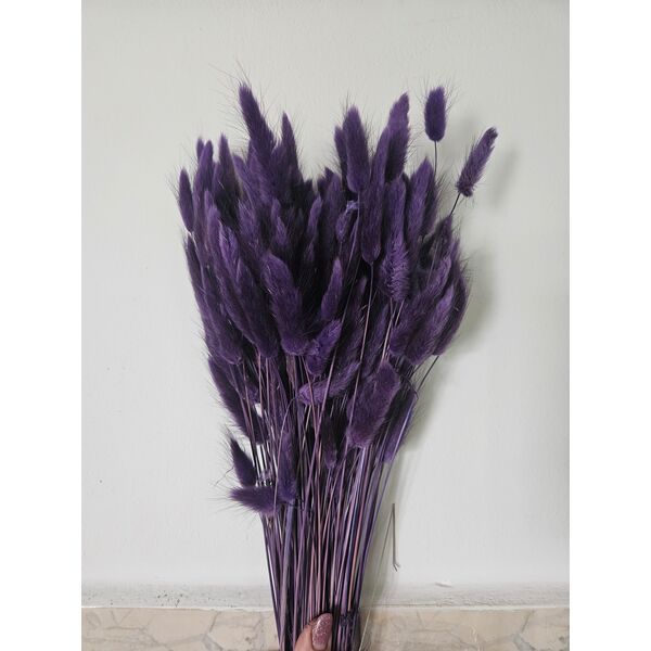 Lagurus indigo 90-100 grame