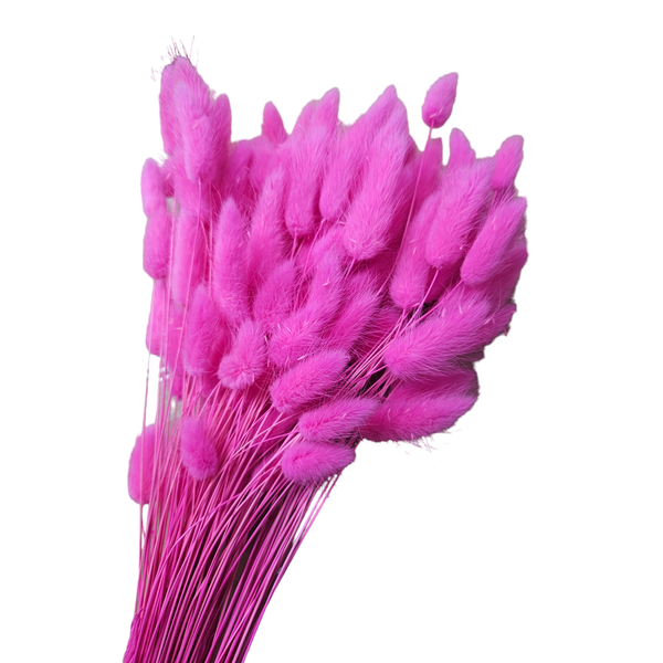 Lagurus roz intens 90-100 gr.