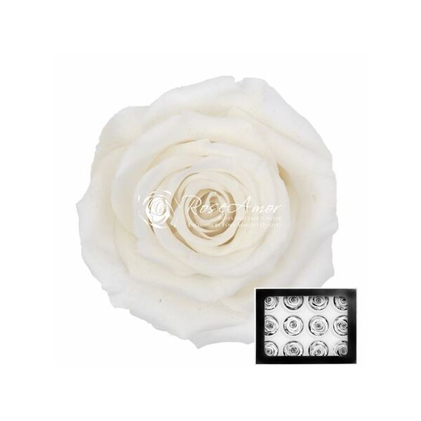 Trandafir criogenat alb S whi01