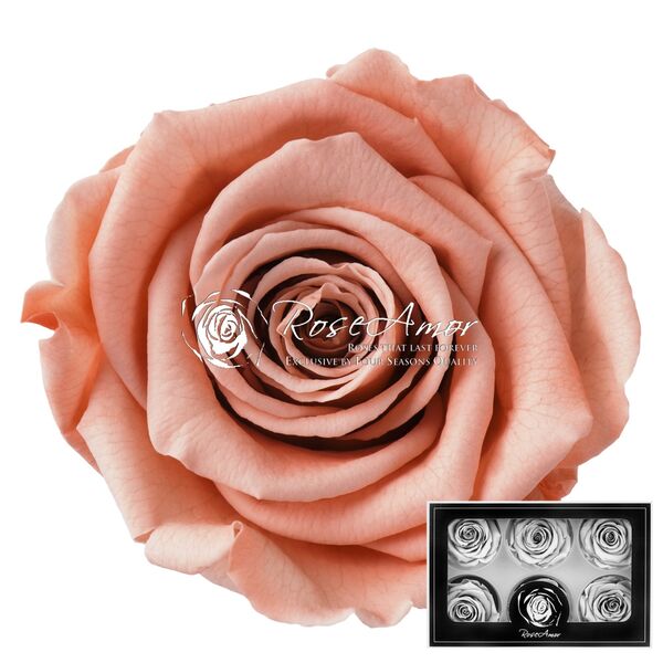 Trandafir criogenat piersica LL+ pea01