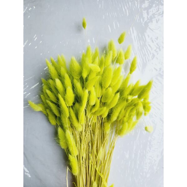 Lagurus Verde Lime – Iarbă de Iepure uscată, Buchet Mare 90-100g
