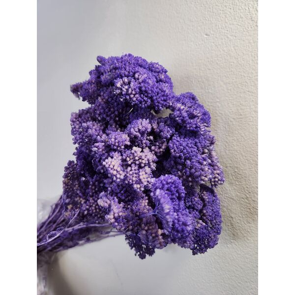 Achillea  mov 100-120gr.