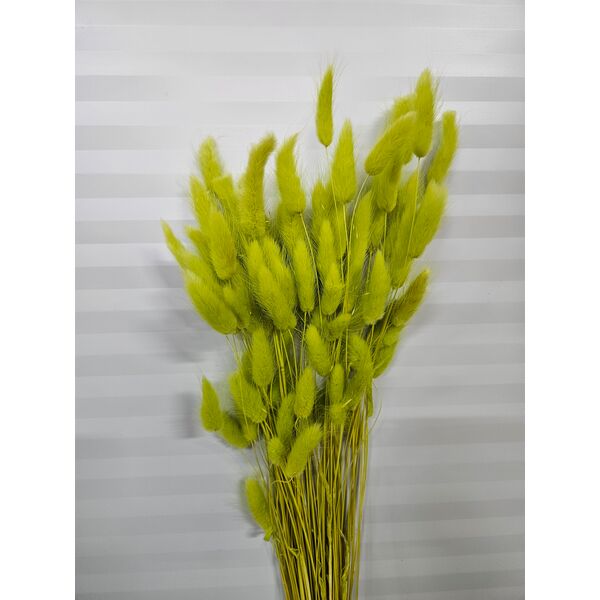 Lagurus Verde Lime – Iarbă de Iepure uscată, Buchet Mediu 40-50g