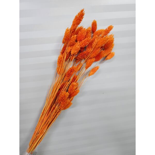 Talaris portocaliu 40-50 grame