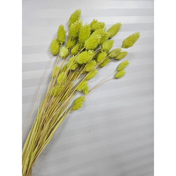 Talaris verde lime 40-50gr. ( phalaris)