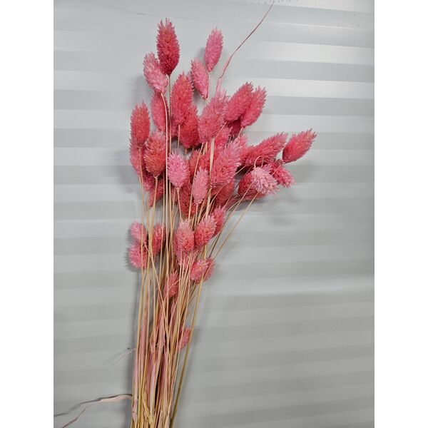 Phalaris Roz – Buchet Mic 40-50g